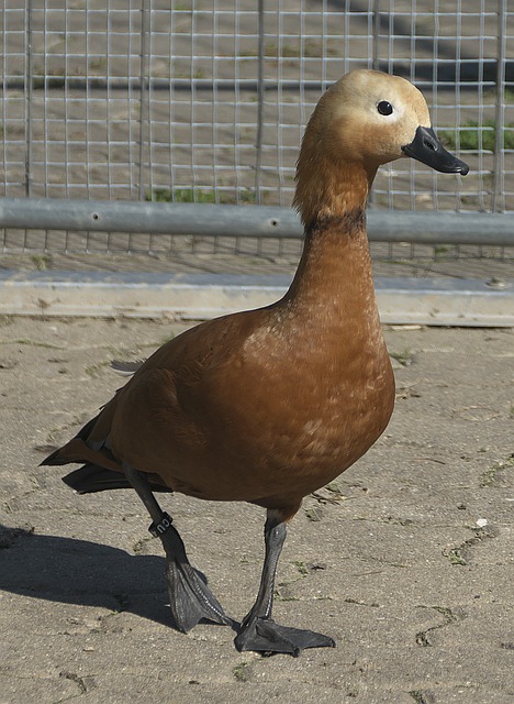 局阶段