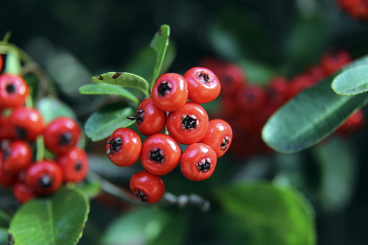 少年参与足 少年参与足